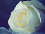 White Rose