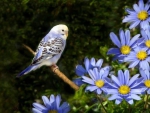 Spring Bird