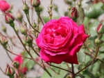 Rose and Buds