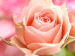 Lovely Peach Rose