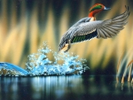 Beautiful Duck Flight