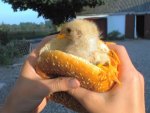 chicken burger