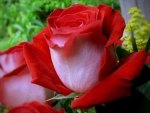 A Red and White Beauty For You