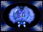 Blue Roses 1600x1200
