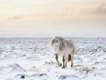 lost horse