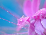 Pink flower