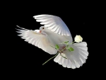 Peace and love