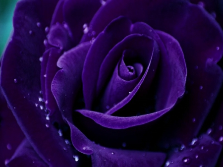 Purple Rose