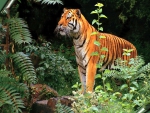 Forest stalker