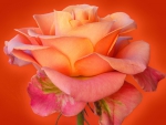 ~â™¥ Rose â™¥~