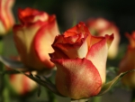 Roses for You