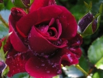 Red Rose With Buds