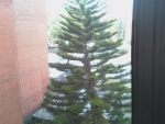 Mexico´s Tree