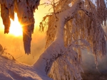 Winter Sunset