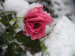 Pink Rose