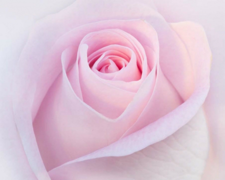 Pink Rose - flower, petals, pink, rose