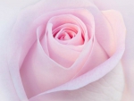 Pink Rose