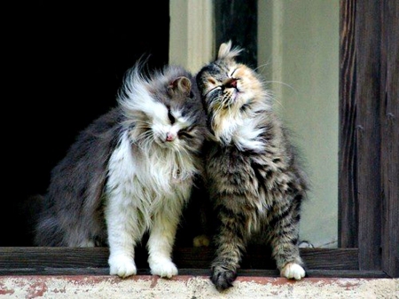 cuddling cats
