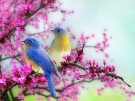 Spring Bluebirds