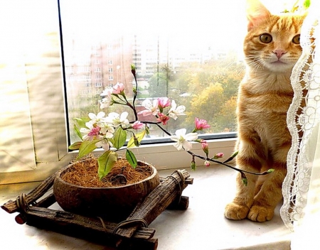 Shy cat - pink, cute, animals, interior, flowers, cat, window, shy, kitty, natural