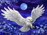 The Night Owl