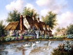 Admiring the Swans