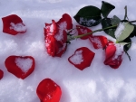 Winter Rose