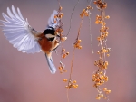 Bird feeding on berries
