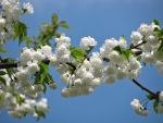WHITE BLOOMS
