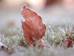 Early frost