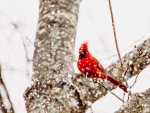 Cardinal Snow