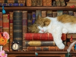 Sleeping cat