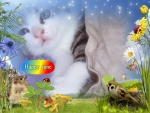 Cute kitten
