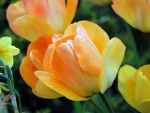 Tulips