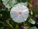 Morning glory
