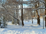 winter scene