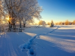 winter scene