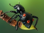 Insects