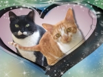 Two lovely cats