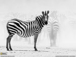 zebra lookin at u