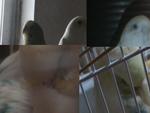 my parakeets mingming and honeybird