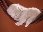Sleeping Beauty