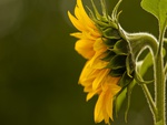 Sunflower profile