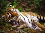 ROYAL FAMILY