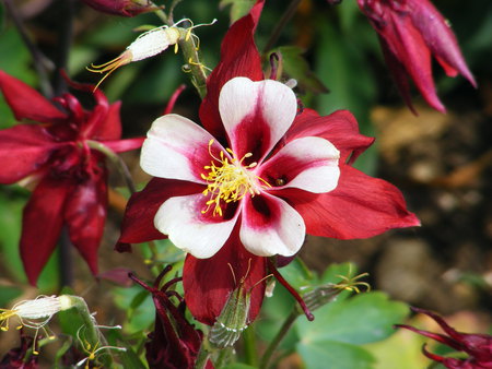 The Columbine. - white, red, garden, flower, leaves