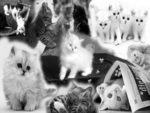 Kittens Love in Black