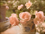 pink roses