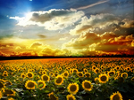 Sunflowers Field